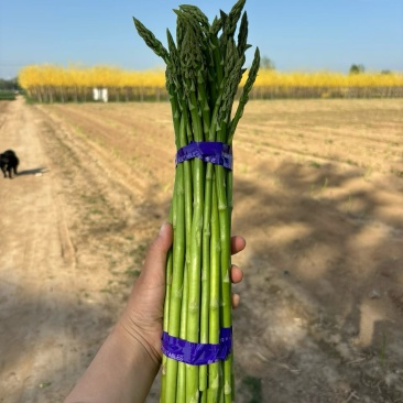 中号芦笋长度30cm，粗0.8-1.2