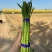 中号芦笋长度30cm，粗0.8-1.2