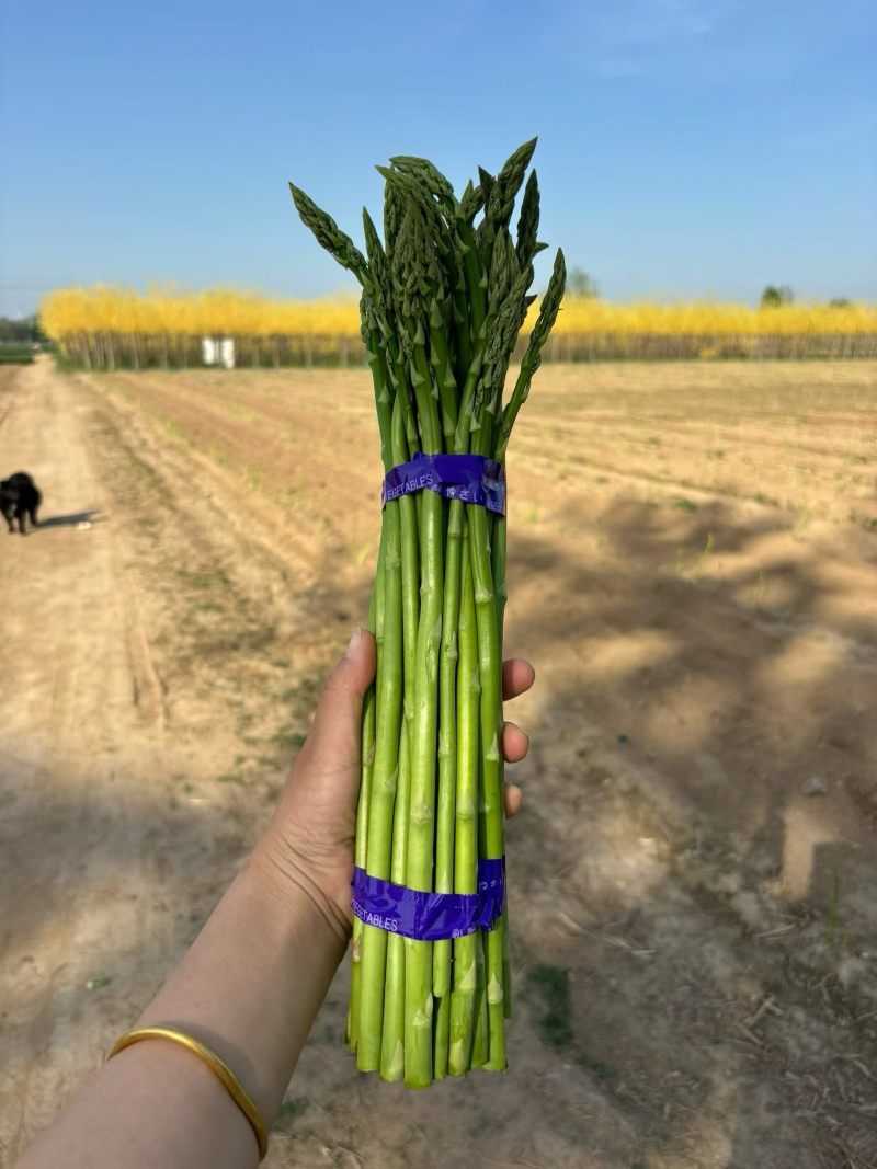 中号芦笋长度30cm，粗0.8-1.2