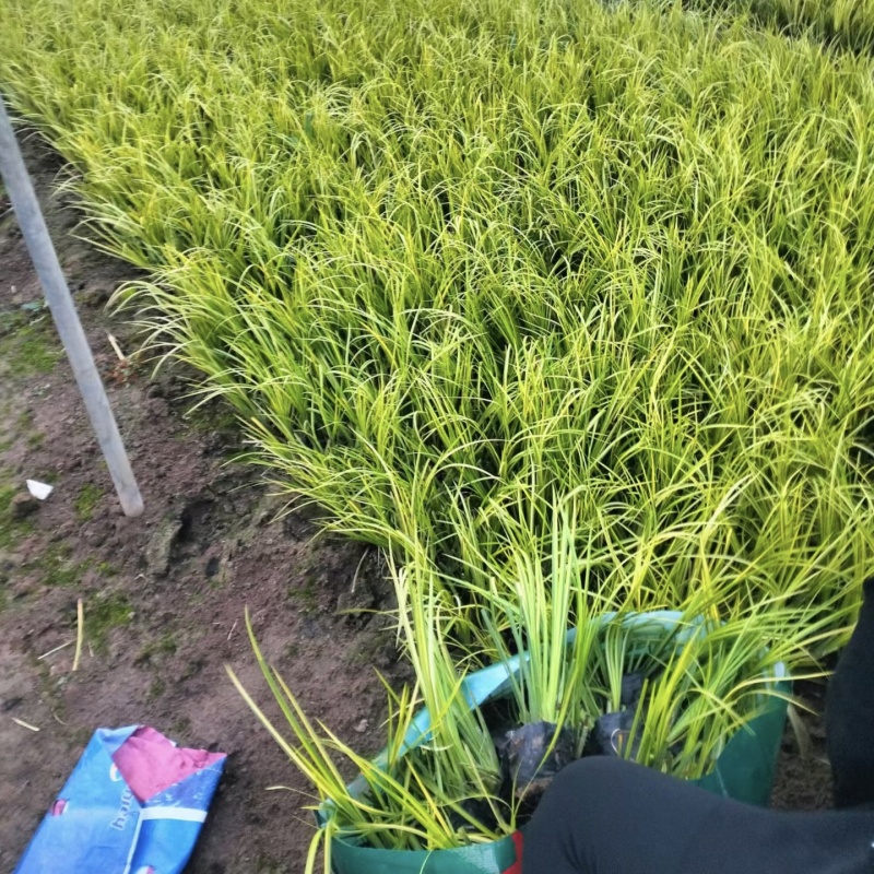 金叶石菖蒲石菖蒲菖蒲产地直发保质保量菖蒲基地