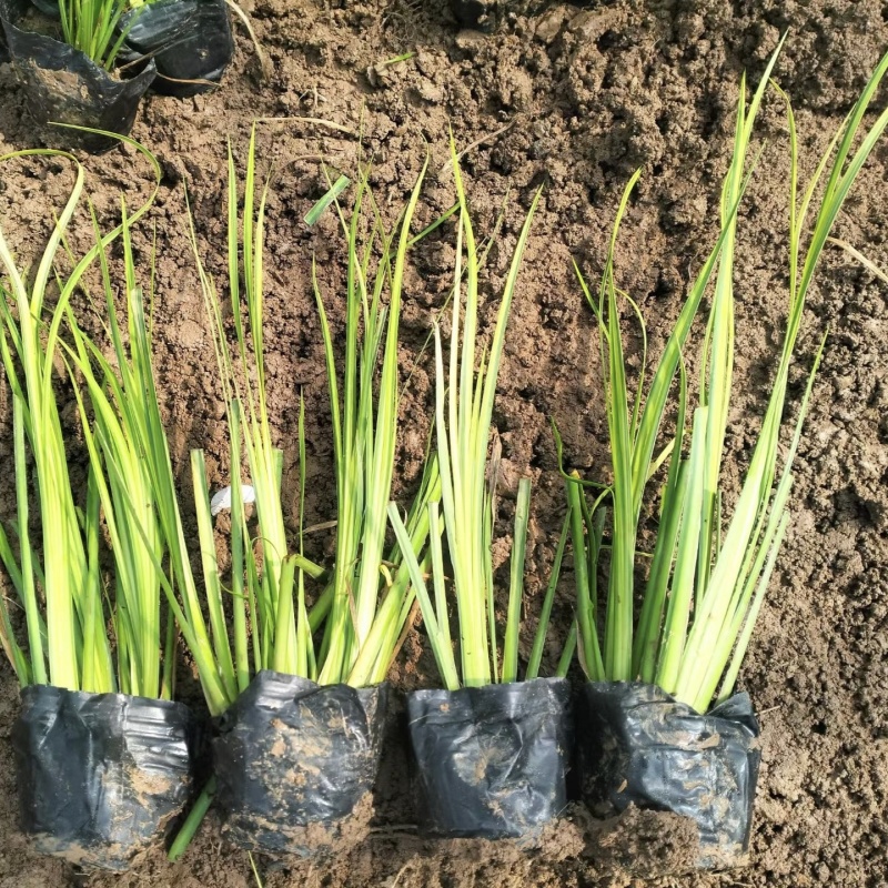 金叶石菖蒲石菖蒲菖蒲产地直发保质保量菖蒲基地