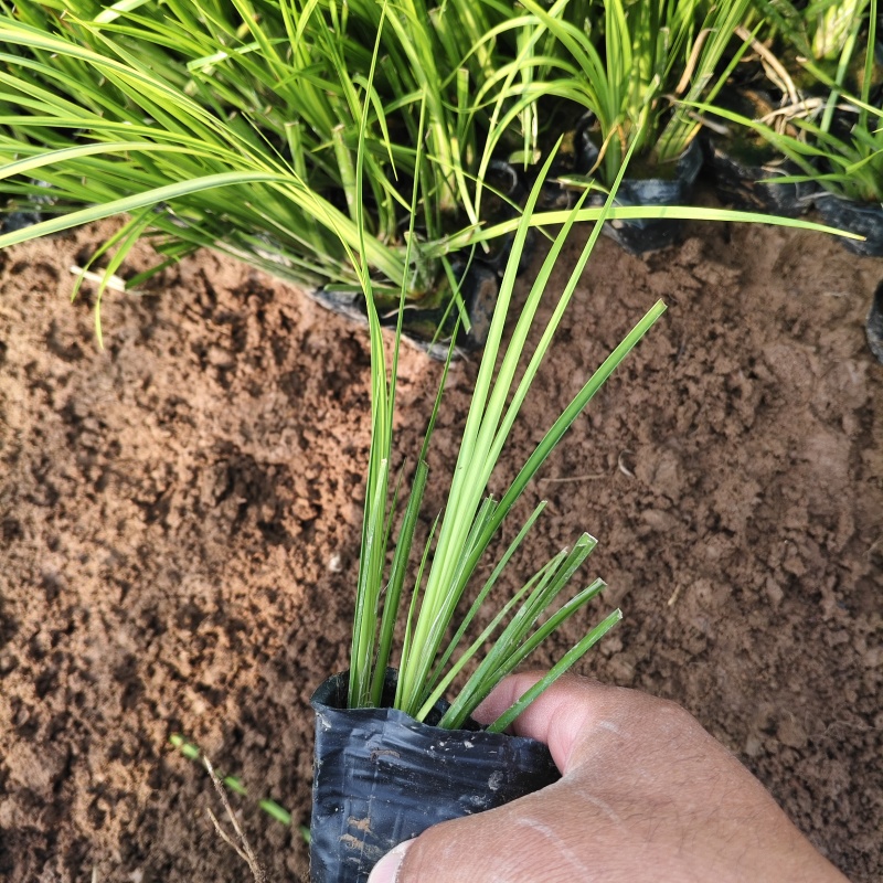 金叶石菖蒲石菖蒲菖蒲产地直发保质保量菖蒲基地