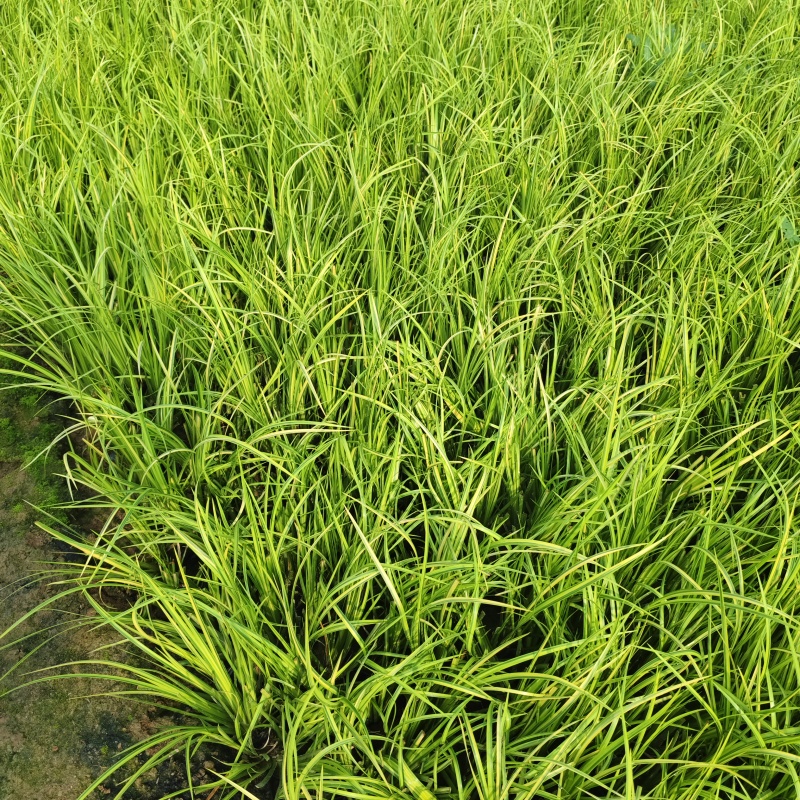 金叶石菖蒲石菖蒲菖蒲产地直发保质保量菖蒲基地