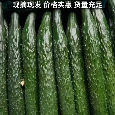 黄瓜现摘直发新鲜密刺黄瓜绿瓤田头价大棚密刺黄瓜