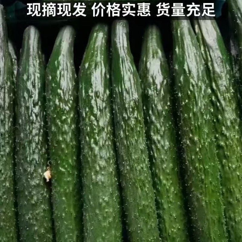 黄瓜现摘直发新鲜密刺黄瓜绿瓤田头价大棚密刺黄瓜