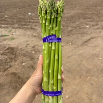 大号芦笋长度30cm，粗度1.3-1.5cm