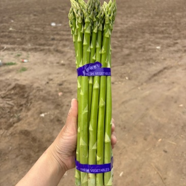 大号芦笋长度30cm，粗度1.3-1.5cm