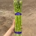 大号芦笋长度30cm，粗度1.3-1.5cm