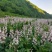 白鲜皮种苗自己种植，大量现货现挖现发品质保证支持实地考察