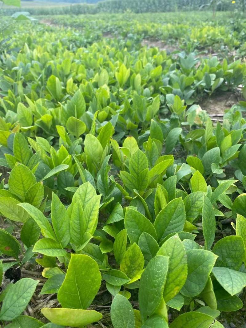 白鲜皮种苗自己种植，大量现货现挖现发品质保证支持实地考察