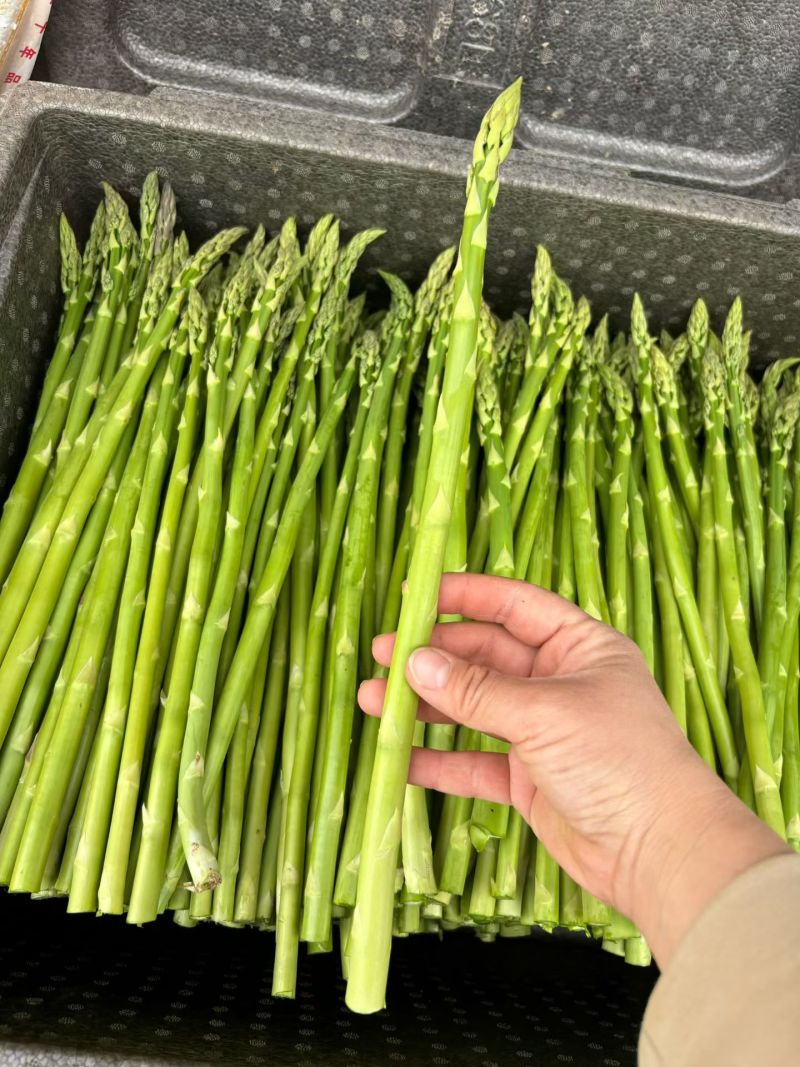 中号芦笋长度30cm，粗0.8-1.2