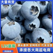 山东L25花香蓝莓脆甜可口基地直供品质稳定量大从优电商直