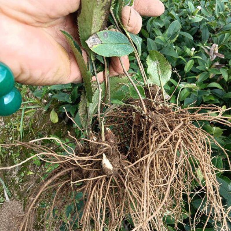 北苍术种苗基地直销，现挖现发品质有保证成活高提供技术指导