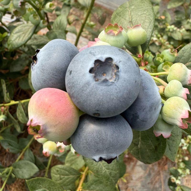 山东L25花香蓝莓脆甜可口基地直供品质稳定量大从优电商直