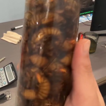 金蝉一件代发