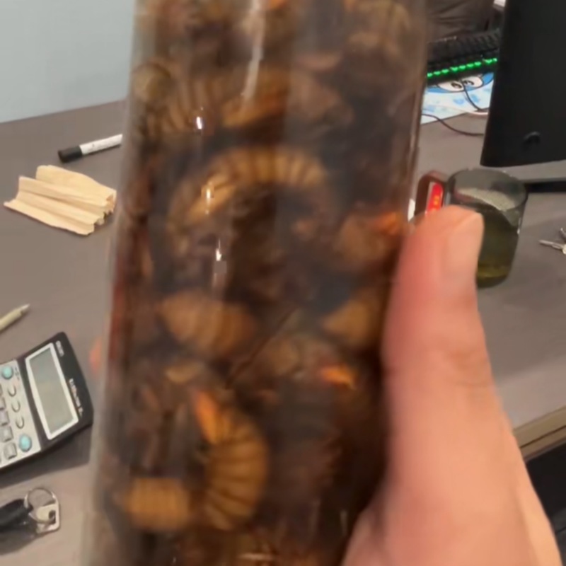 金蝉一件代发