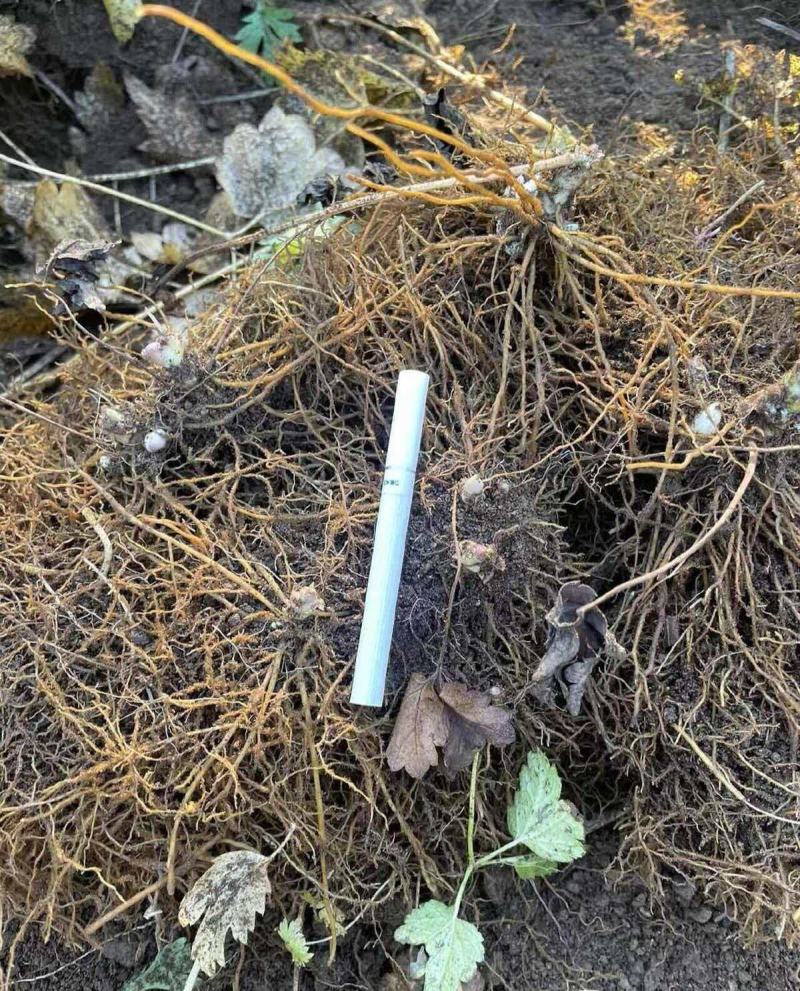优质升麻种苗基地直供现，挖现发免费指导技术，售货无忧