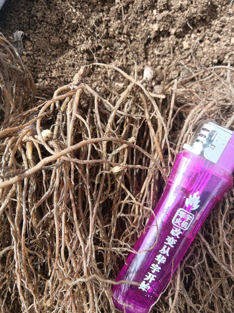 优质升麻种苗基地直供现，挖现发免费指导技术，售货无忧