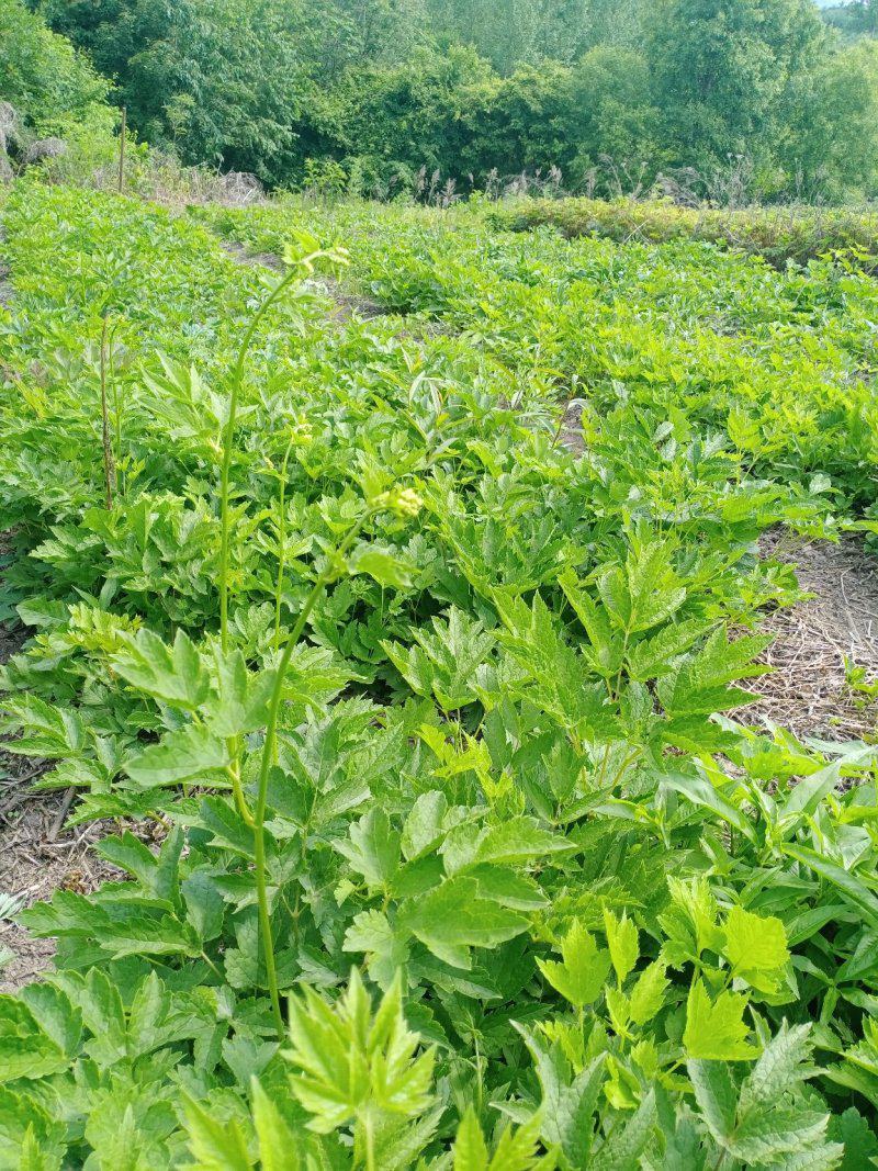 优质升麻种苗基地直供现，挖现发免费指导技术，售货无忧
