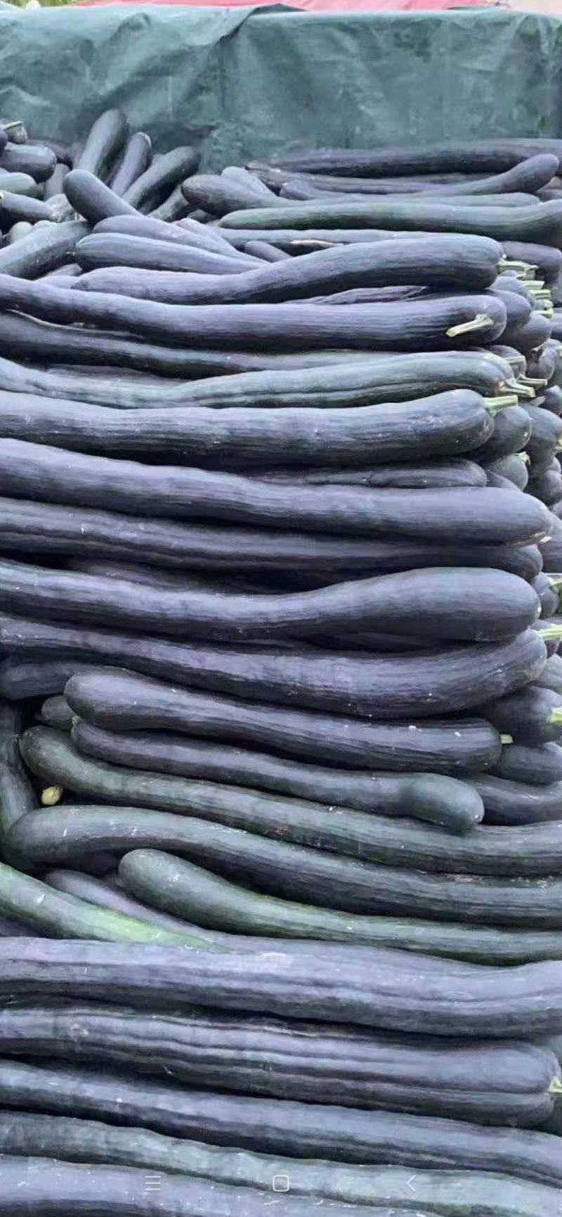 精选【吊南瓜】菜南瓜/吊南瓜/黑皮南瓜/砀山南瓜/发全国