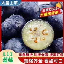 山东新鲜花香L11蓝莓脆甜可口果粉厚耐储运商超货源批发电