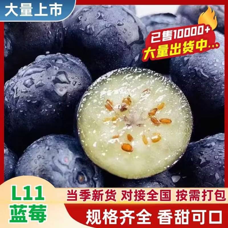 山东新鲜花香L11蓝莓脆甜可口果粉厚耐储运商超货源批发电