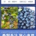 山东新鲜花香L11蓝莓脆甜可口果粉厚耐储运商超货源批发电