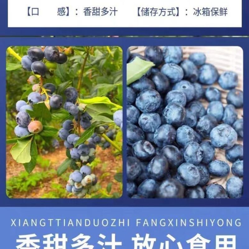 山东新鲜花香L11蓝莓脆甜可口果粉厚耐储运商超货源批发电