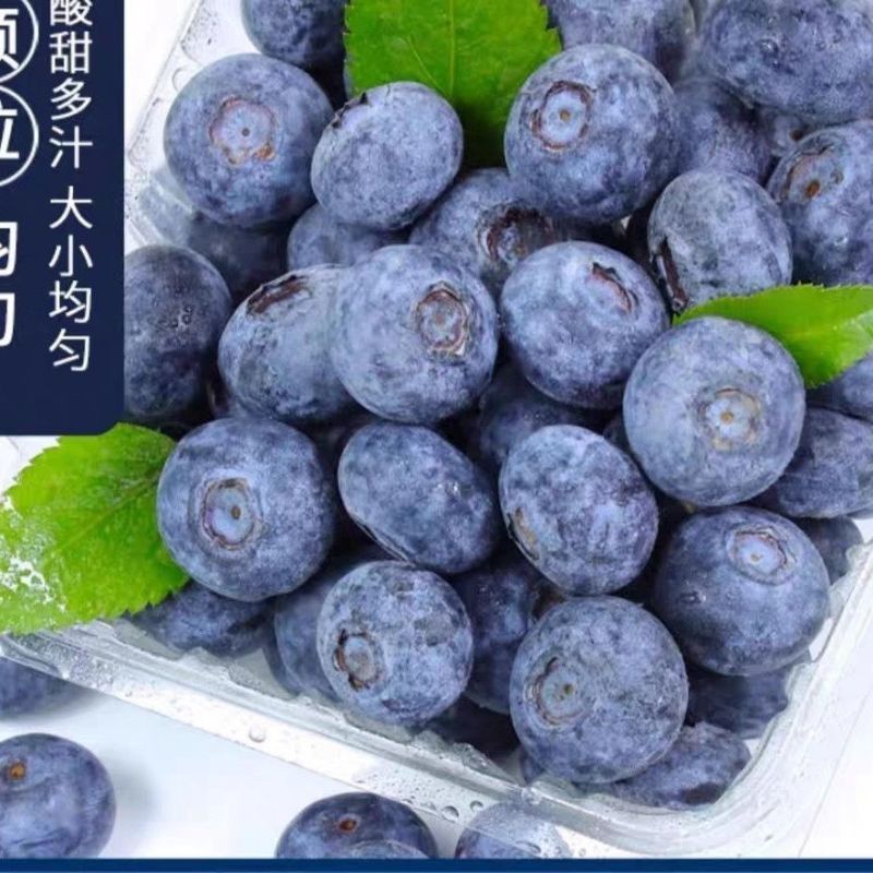 山东新鲜花香L11蓝莓脆甜可口果粉厚耐储运商超货源批发电