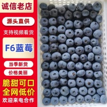 山东精品F6蓝莓大果粉厚脆甜新鲜现摘产地直供批发电商