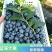 山东精品F6蓝莓大果粉厚脆甜新鲜现摘产地直供批发电商
