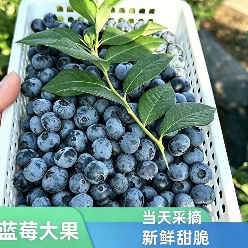 山东精品F6蓝莓大果粉厚脆甜新鲜现摘产地直供批发电商