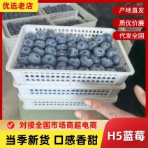 山东优质H5蓝莓现摘现发果肉饱满耐储运商超**批发电商