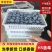 山东优质H5蓝莓现摘现发果肉饱满耐储运商超**批发电商