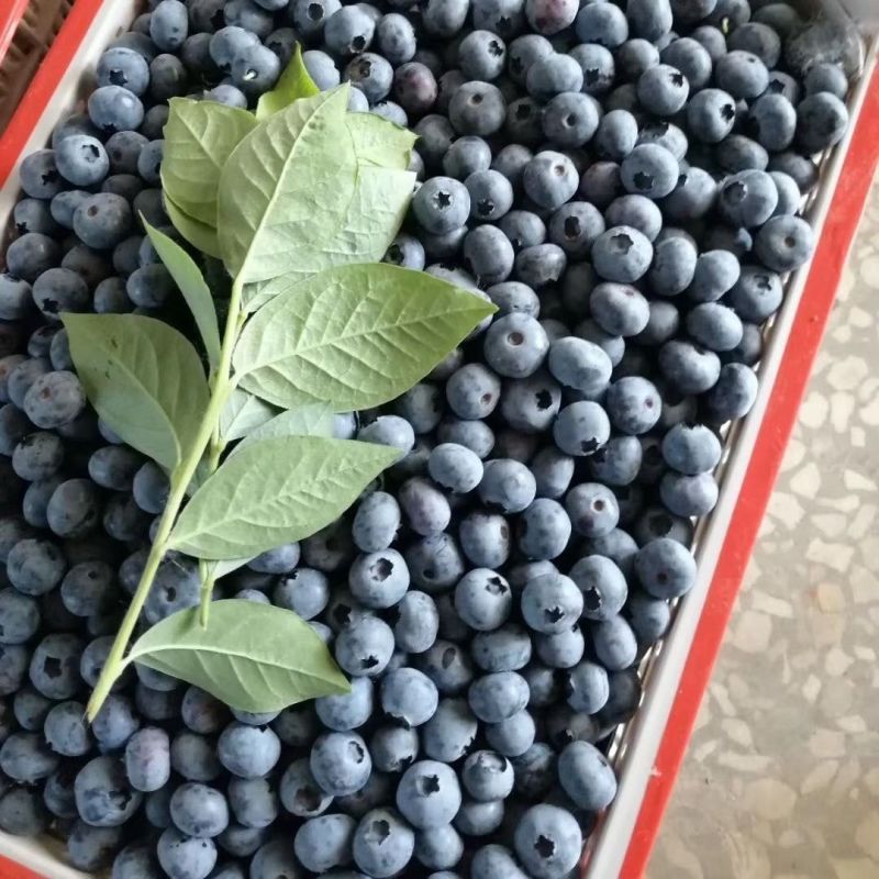 山东优质H5蓝莓现摘现发果肉饱满耐储运商超**批发电商