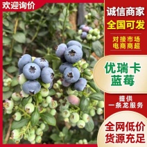 山东优质优瑞卡蓝莓果粉厚耐储运基地直批电商商超全国发货