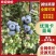 山东优质优瑞卡蓝莓果粉厚耐储运基地直批电商商超全国发货