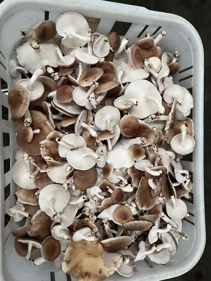 马桑菌，小香菌