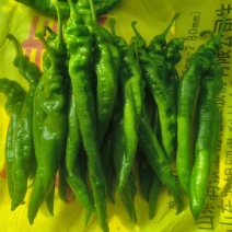 龙椒，螺丝椒大量有货