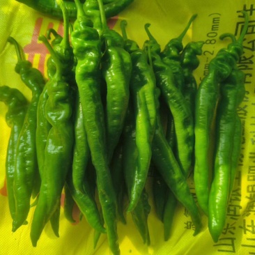 龙椒，螺丝椒大量有货