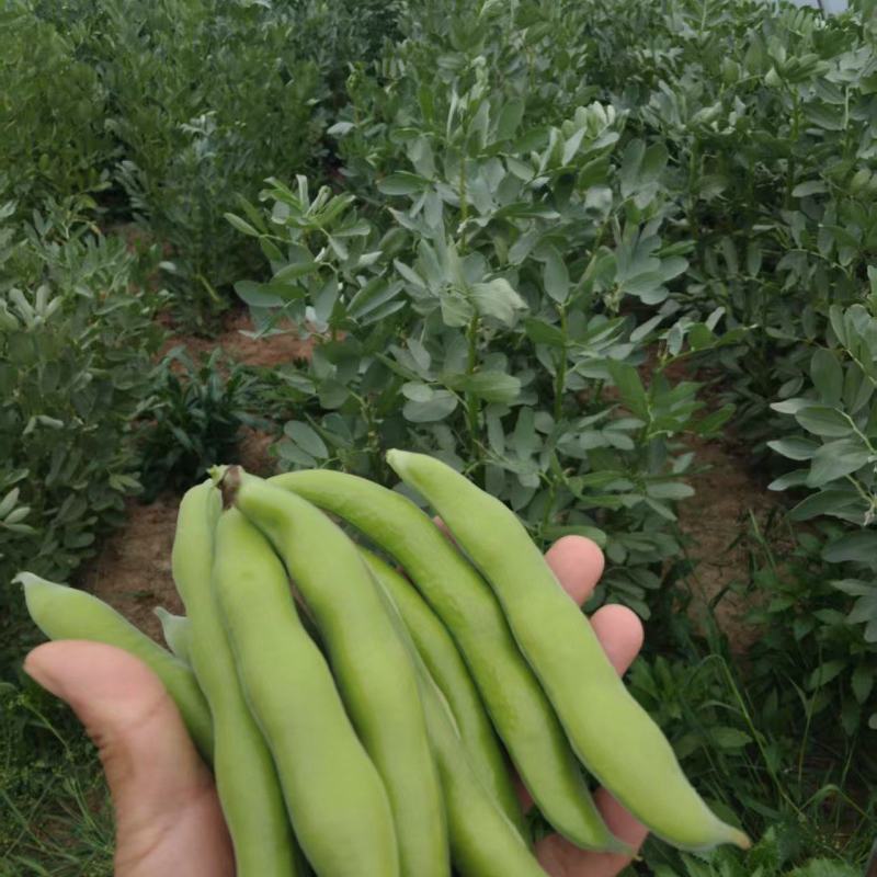 【推荐】蚕豆新鲜直发量大从优按需包装视频看货选货