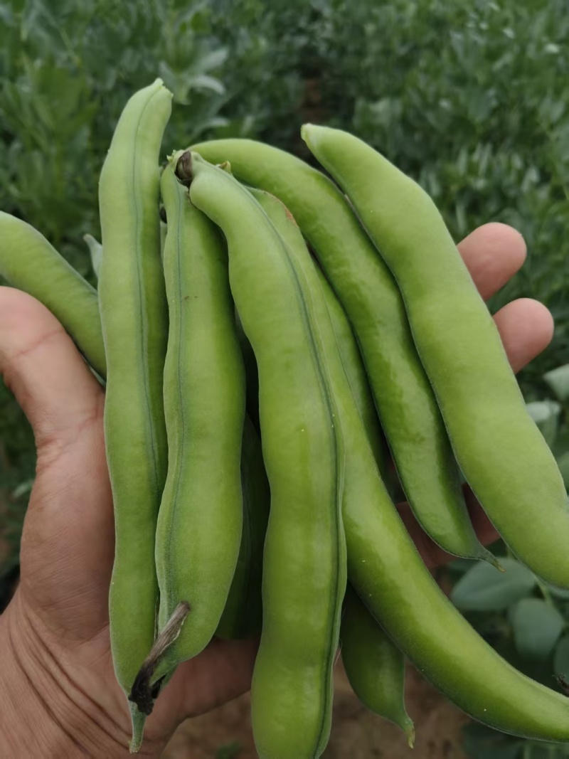 【推荐】蚕豆新鲜直发量大从优按需包装视频看货选货