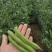【推荐】蚕豆新鲜直发量大从优按需包装视频看货选货