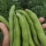 【推荐】蚕豆新鲜直发量大从优按需包装视频看货选货