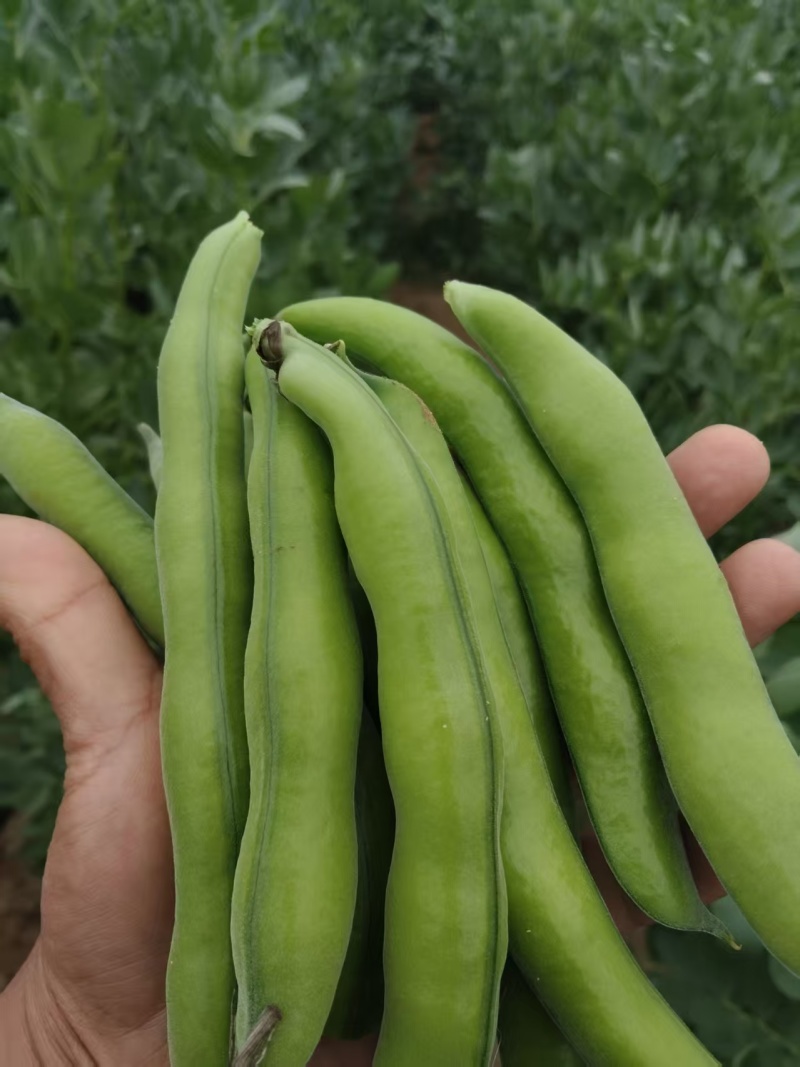 【推荐】蚕豆新鲜直发量大从优按需包装视频看货选货