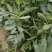 【推荐】蚕豆新鲜直发量大从优按需包装视频看货选货