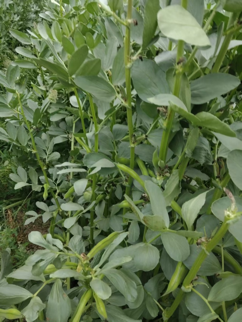 【推荐】蚕豆新鲜直发量大从优按需包装视频看货选货