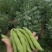 【推荐】蚕豆新鲜直发量大从优按需包装视频看货选货