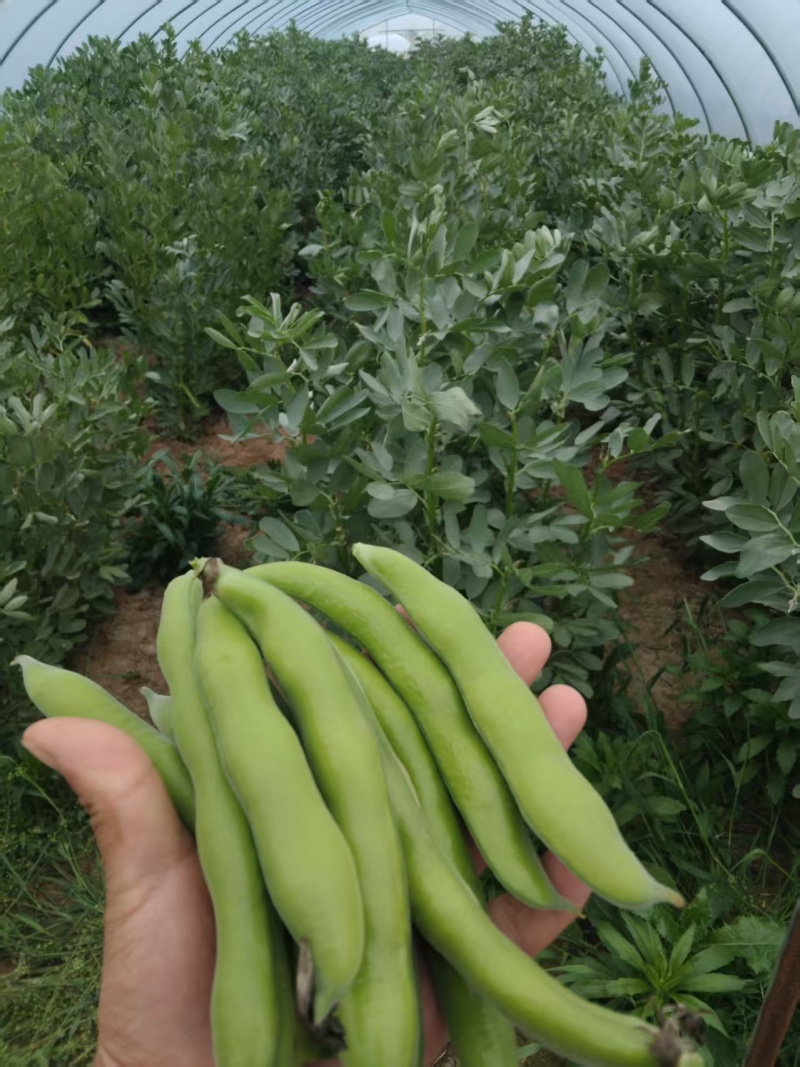 【推荐】蚕豆新鲜直发量大从优按需包装视频看货选货