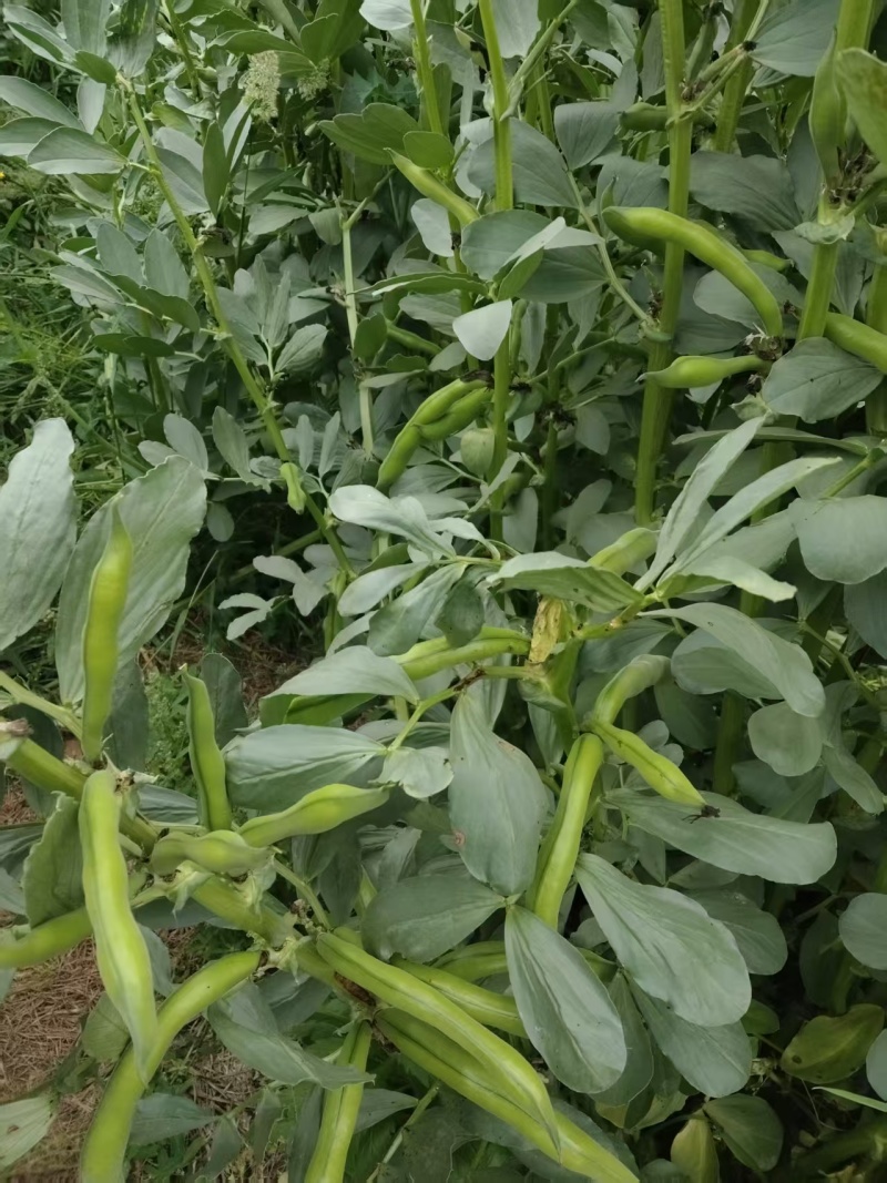 【推荐】蚕豆新鲜直发量大从优按需包装视频看货选货